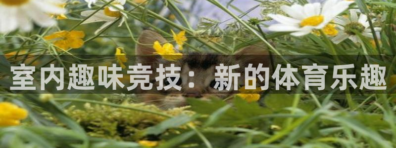 k1体育平台最新网站下载